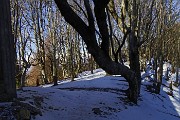 16 Nella bellissima faggeta